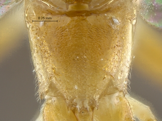 Heterischnus nsp propodeum