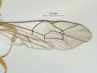 Heterischnus nsp wings