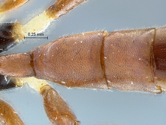 Heterischnus olsoufieffi T2