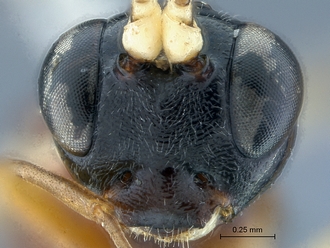 Heterischnus olsoufieffi face