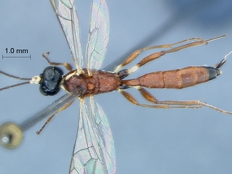 Heterischnus olsoufieffi habitus dorsal
