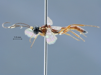 Heterischnus olsoufieffi habitus profile