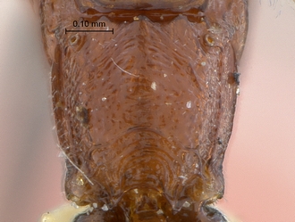Heterischnus olsoufieffi propodeum