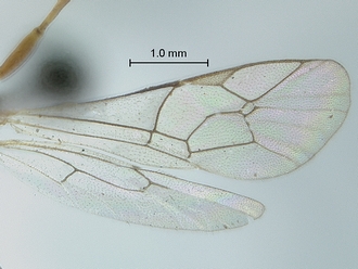 Heterischnus olsoufieffi wings