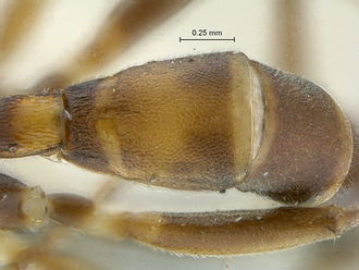 Heterischnus_africanus_T2