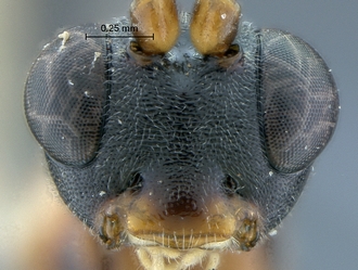 Heterischnus_africanus_face