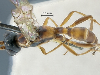 Heterischnus_africanus_habitus dorsal