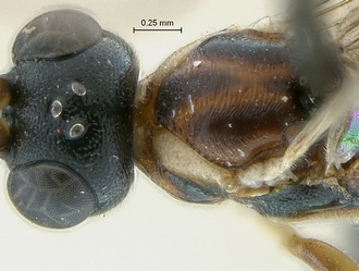 Heterischnus_africanus_head mesosoma dorsal