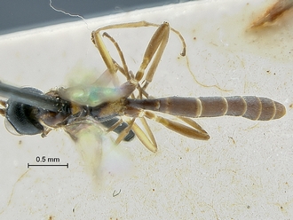 Heterischnus_africanus_male habitus dorsal