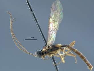 Heterischnus_africanus_male habitus profile