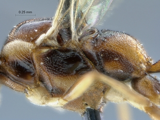 Heterischnus_africanus_mesosoma_profile
