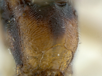 Heterischnus_africanus_propodeum