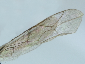 Heterischnus_africanus_wings