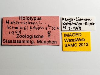 Heterischnus_krausi_labels