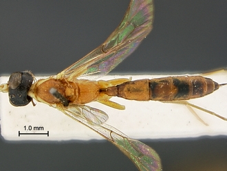 Heterischnus_mfongosi_SAM-HYM-P001720_habitus_dorsal