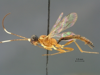 Heterischnus_mfongosi_SAM-HYM-P001720_habitus_lateral