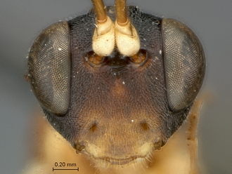 Heterischnus_mfongosi_SAM-HYM-P001720_head_frontal