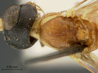 Heterischnus_mfongosi_SAM-HYM-P001720_head_mesosoma_dorsal