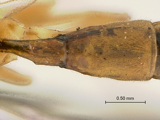 Heterischnus_mfongosi_SAM-HYM-P001720_metasomal_T1&2_dorsal