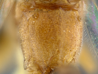 Heterischnus_mfongosi_SAM-HYM-P001720_propodeum