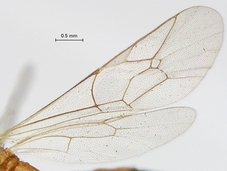 Heterischnus_mfongosi_SAM-HYM-P001720_wings_2