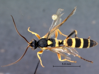 Ichneumon_unicinctus_habitus_dorsal