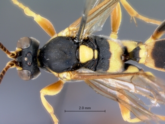 Ichneumon_unicinctus_habitus_dorsal