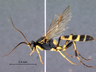 Ichneumon_unicinctus_habitus_lateral
