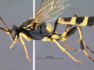 Ichneumon_unicinctus_habitus_lateral