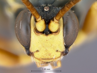 Ichneumon_unicinctus_head_frontal