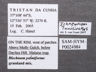 Ichneumon_unicinctus_labels