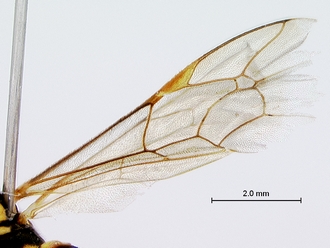Ichneumon_unicinctus_wing