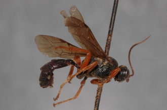 Pseudamblyteles_erythopus