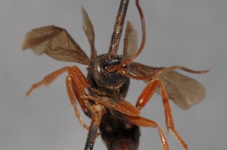 Pseudamblyteles_erythopus_HOLOTYPE