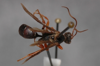 Pseudamblyteles_erythopus_HOLOTYPE