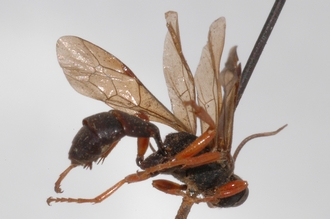 Pseudamblyteles_erythopus_HOLOTYPE