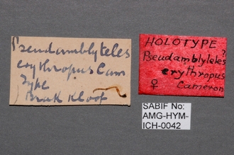 Pseudamblyteles_erythopus_labels