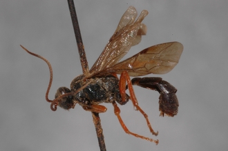 Pseudamblyteles_erythopus_HOLOTYPE