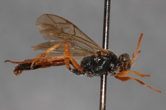 Stenichneumon_aethiopicus