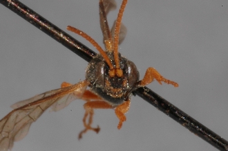 Stenichneumon_aethiopicus