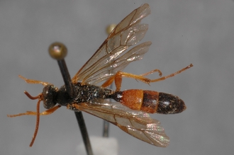 Stenichneumon_aethiopicus