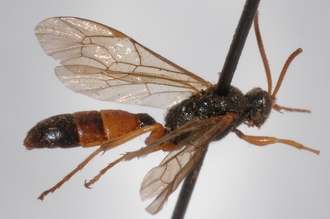 Stenichneumon_aethiopicus