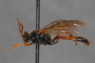 Stenichneumon_aethiopicus