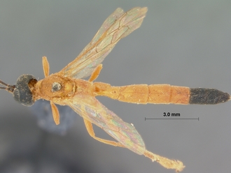 Ischnojoppa_melanopyga_HOLOTYPE