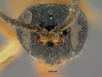Ischnojoppa_melanopyga_HOLOTYPE
