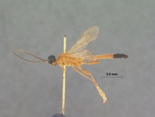 Ischnojoppa_melanopyga_HOLOTYPE