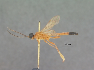 Ischnojoppa_melanopyga_HOLOTYPE