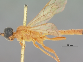 Ischnojoppa_melanopyga_HOLOTYPE
