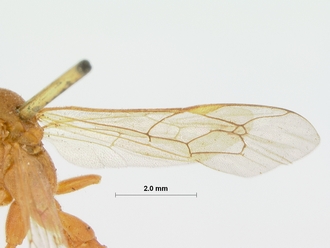 Ischnojoppa_melanopyga_HOLOTYPE