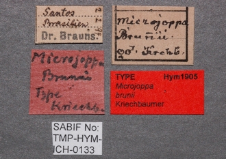 Joppa_brunnii_labels